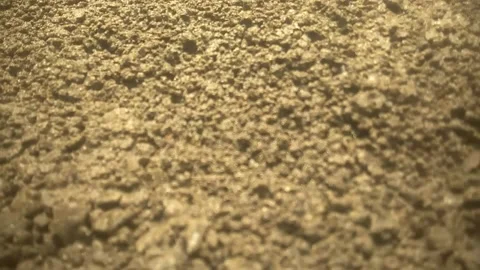 Grains Stock Footage 169464009