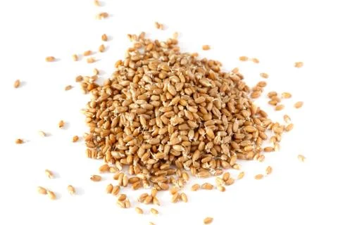 Grains of germinated wheat Stock Photos