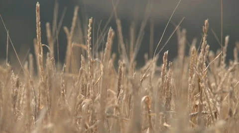 Grains growing in a field Stock Footage 40470575