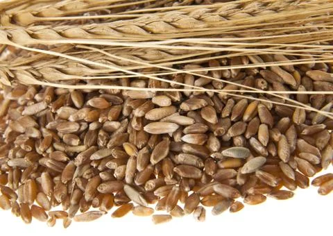Grains isolated on white background Stock Photos