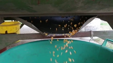Grains of maize fall out of the separator Stock Footage 79744121