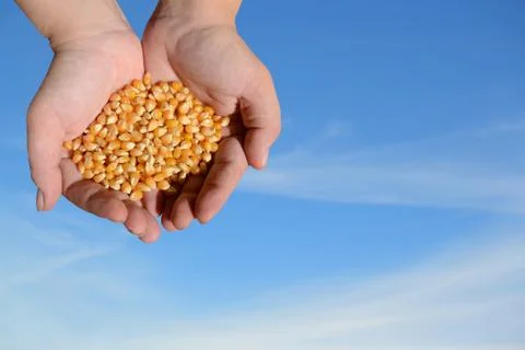 Grains of maize Stock Photos