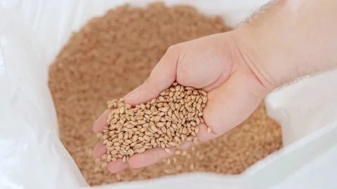 Grains of malt in a white bag Stock Footage 158265671