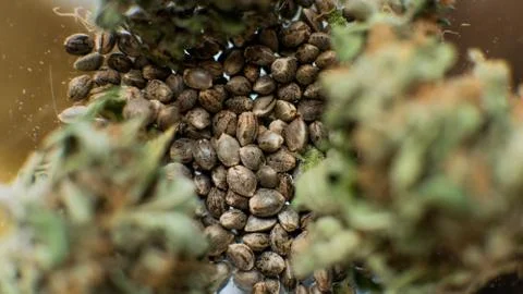 Grains of marijuana close-up. Stock Photos