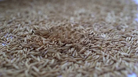 Grains of oats Stock Footage 73631950