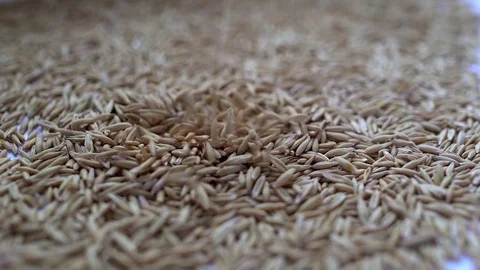 Grains of oats Stock Footage 73631951