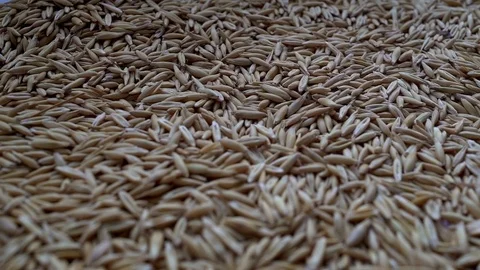 Grains of oats Stock-Footage 73631952