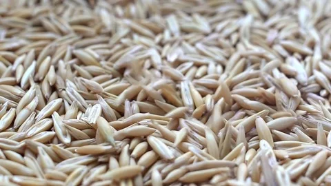 Grains of oats Stock Footage 73631957