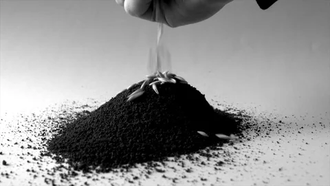 Grains of oats in the ground Stock-Footage 73631824