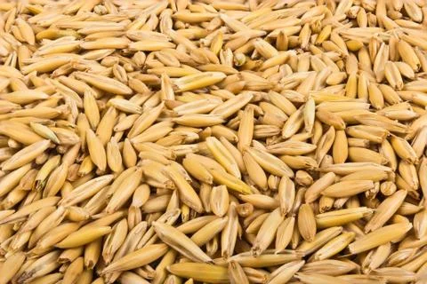 Grains of oats Stock Photos