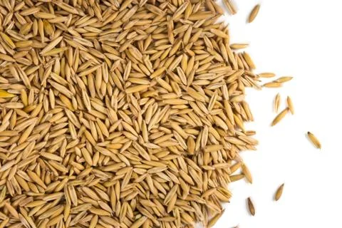 Grains of oats Stock Photos