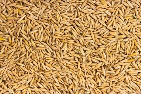 Grains of oats Stock Photos