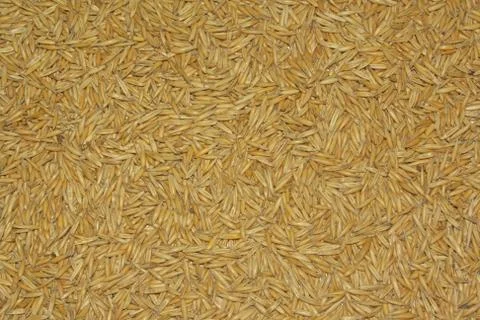 Grains of oats texture background Stock Photos
