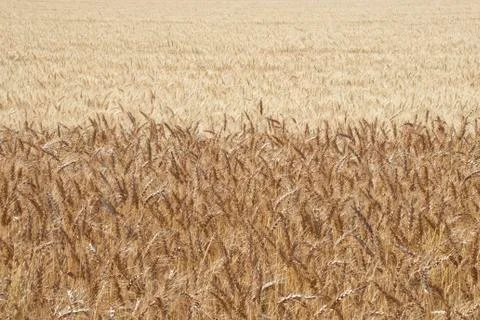 Grains 스톡 사진