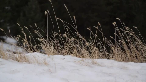 Grains poking through snowfall in a forest in Alberta Stock Footage 90850884