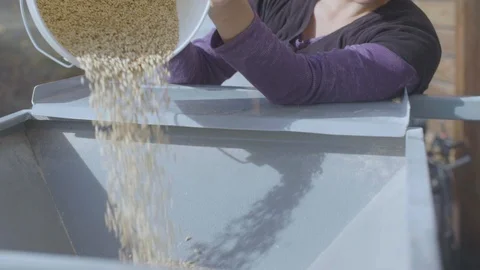 Grains poured into a hopper for processing Stock Footage 87801314