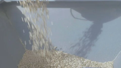 Grains poured into a hopper for processing Vídeos de archivo 87801568