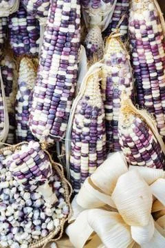 Grains purple corn Stock Photos