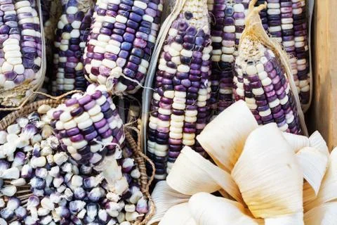 Grains purple corn Stock Photos