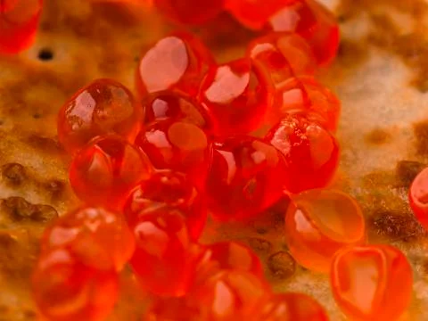 Grains of red caviar close-up. Stock Photos