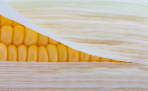 Grains of ripe corn macro image Stock Photos