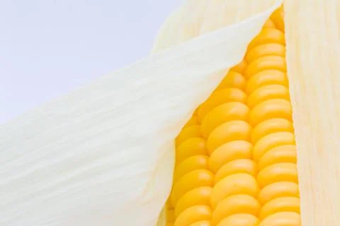 Grains of ripe corn macro image Stock Photos