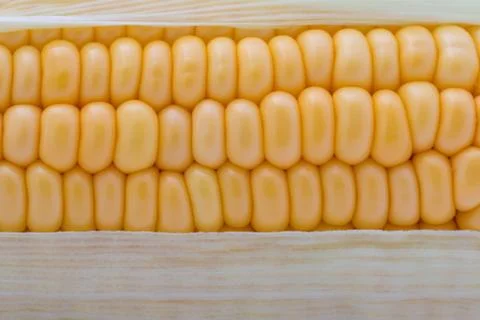 Grains of ripe corn macro image Stock Photos