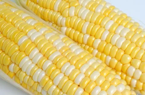 Grains of ripe corn Stock Photos