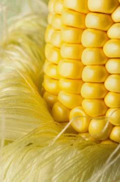 Grains of ripe corn Stock Photos