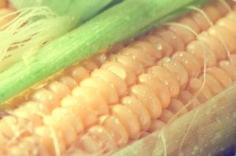 Grains of ripe corn Stock Photos