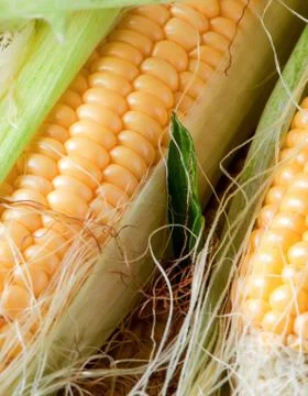 Grains of ripe corn Stock Photos