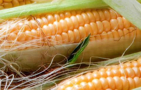 Grains of ripe corn Stock Photos