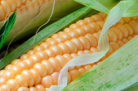 Grains of ripe corn Stock Photos