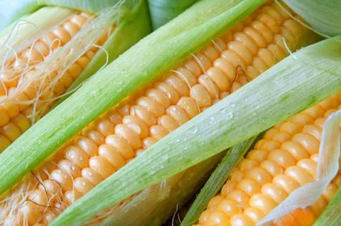 Grains of ripe corn Stock Photos