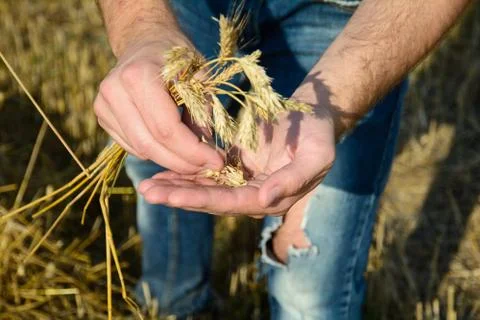 Grains of ripe rye in hands Stock Photos