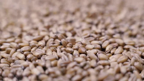 Grains of ripe wheat Stock Footage 230451101
