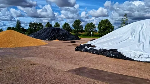 Grains spread out for sun drying in Dobele, Latvia Stock Footage 318595470