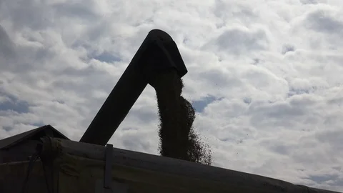 Grains Unloading 2 Stock Footage 115692664