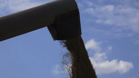 Grains Unloading 4 Stock Footage 115692657