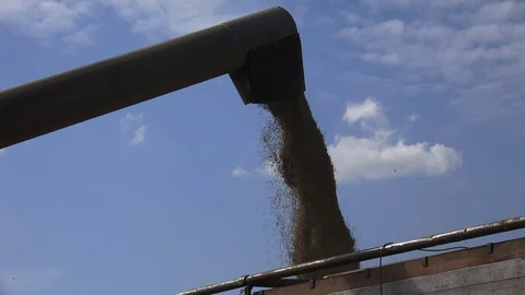 Grains Unloading 5 Stock Footage 115692672