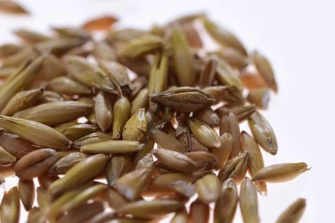 Grains of various cereals in close-up and magnification. Cereal. Stock Photos