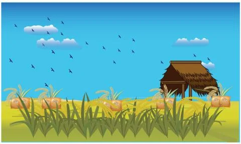 Grains view in a farm Stock Illustration