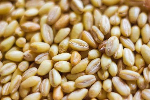 Grains of wheat in abstract background 写真素材