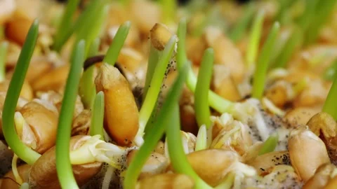 Grains of wheat are germinating and sprouting filmed in time lapse Stock Footage 345452994