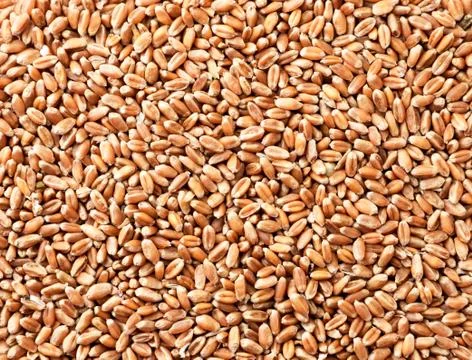Grains of wheat background. The view from top Stock Photos