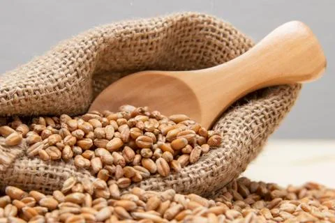 Grains of wheat in a bag. Stock Photos