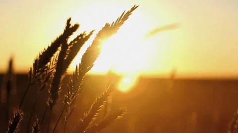 Grains of Wheat Barley in Sunset Stock Footage
