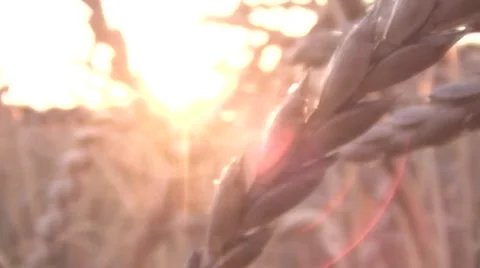 Grains Of Wheat Barley In Sunset Stock Footage 52380741