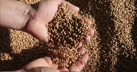 Grains of wheat fall from the hands. Review of grain quality. Cereal harvest. Video stock 274892947