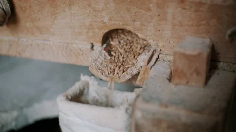 Grains of wheat falling into a sack Stock Footage 130389382